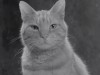 Brad-Pitt-Est-Un-Chat-Josephine