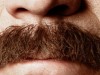 Une moustache