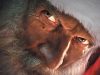Père-Noël, Les Origines : cynique et anticapitaliste